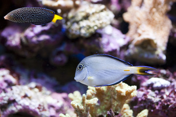 Fototapeta na wymiar marine aquarium fish tank
