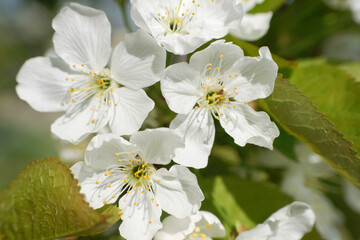 Obraz premium Flower on tree