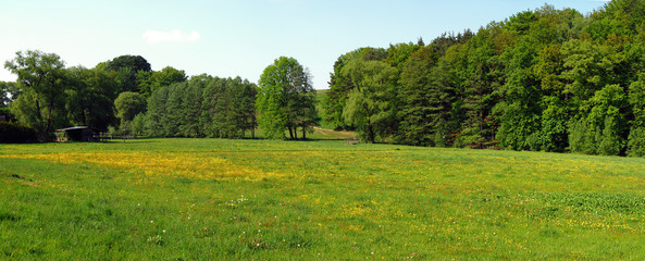 Sommerwiese