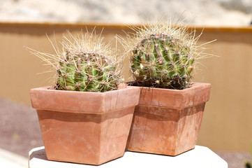Kakteen Duo