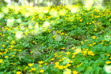 field of buttercups