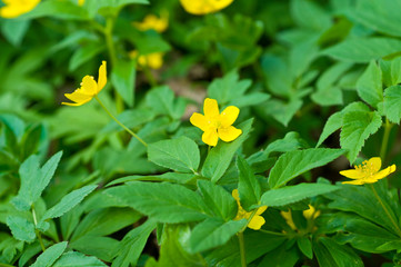 field of buttercups