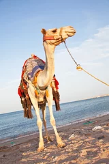 Papier Peint photo autocollant Chameau chameau égyptien