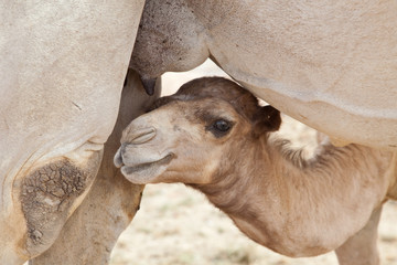 Bébé chameau à la recherche de lait