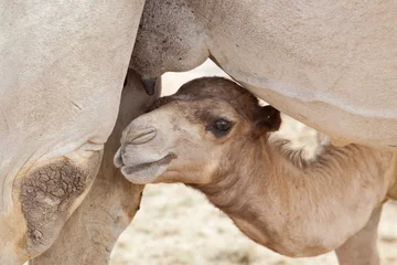 Afwasbaar Fotobehang Kameel Baby camel looking for milk