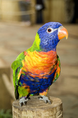 australian rainbow lorikeet