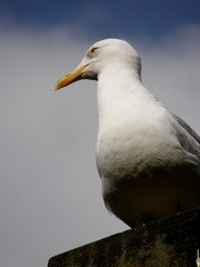 Fototapeta premium portrait de mouette