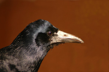 Rook  (Corvus frugilegus)