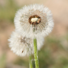 Dandelion's blow ball