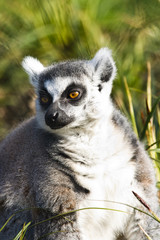Naklejka na ściany i meble Lemur katta siedzi na trawie