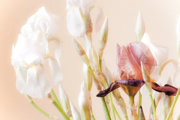 Crédence de cuisine en verre imprimé Iris White iris flowers