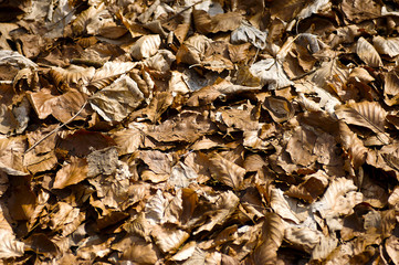 Herbstblätter