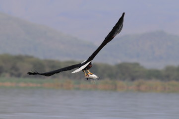 African fish eagle with fish in flight, Lake Naivasha, Kenya