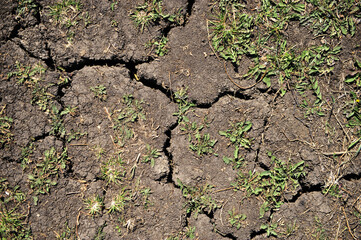 Landscape a bog a water table