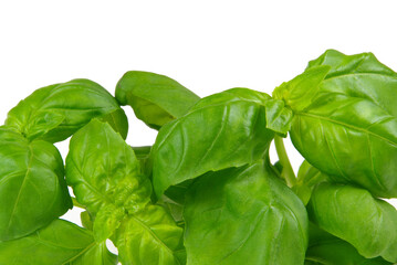 Basilikum - basil 09