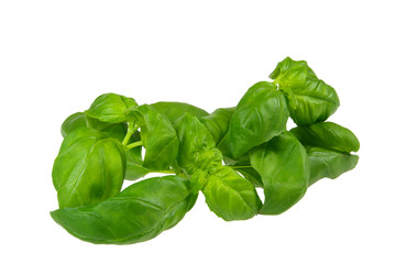 Basilikum - basil 10