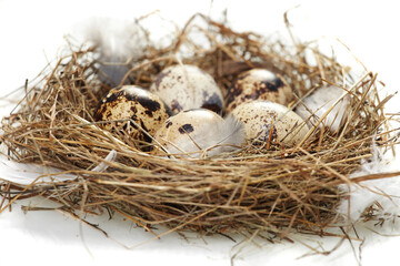 Obraz premium egg in a real nest
