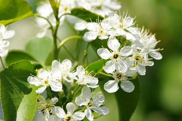 Frühling 12