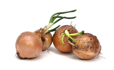 4 Zwiebeln mit zwei Keimen