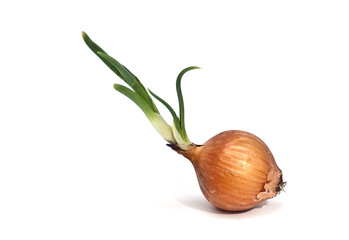 Keimende Zwiebel