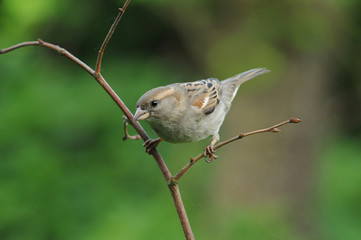 Spatz 8