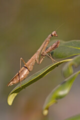MANTE RELIGIEUSE MALE