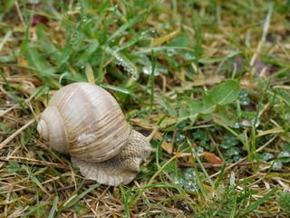 Weinbergschnecke
