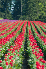 Fototapeta na wymiar Tulip fields