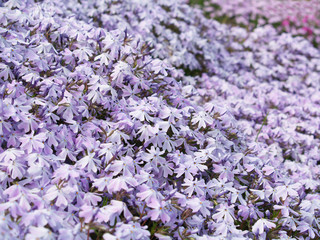 Bl&uuml;tenteppich des Polsterphlox