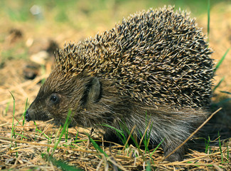 wild hedgehog in forest