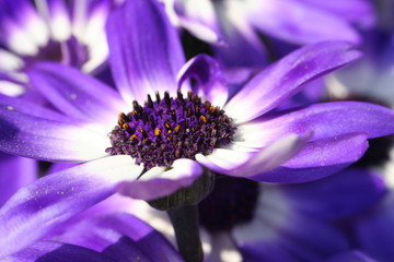 lilaweiße Blüte II