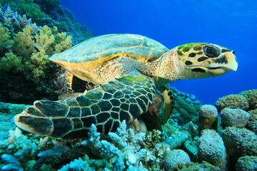 Obraz na płótnie Canvas Hawksbill Turtle (Eretmochelys imbricata)