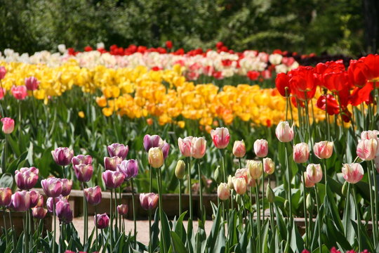 parc floral de vincennes