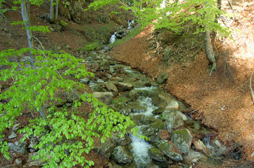 ruscello nel bosco 2