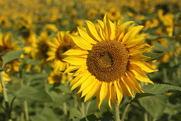 Sonnenblume vor Sonnenblumenfeld