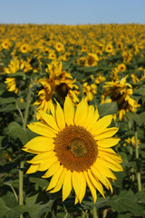 Obraz premium Sonnenblume vor Sonnenblumenfeld