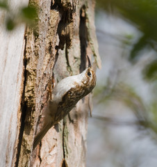 Treecreeper at Warnham
