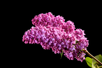 Violet lilacs isolated on black