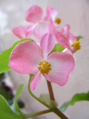 Obraz premium the rose's flowers