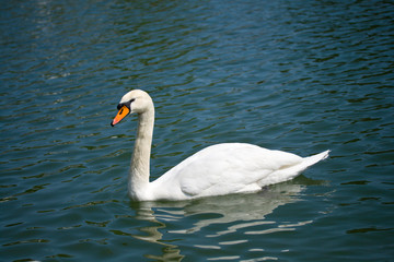 swan on lake