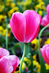 Single, pink tulip with pastel color