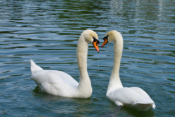 two swans in love