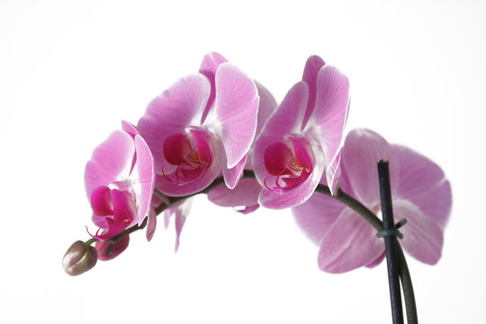 orchidea