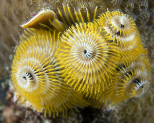 Christmas Tree Worm-Spirobranchus giganteus