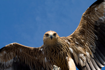 eagle flying over blue sky
