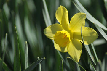 Obraz premium daffodil