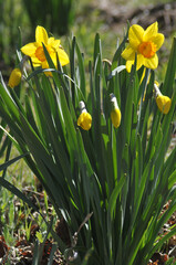 daffodils