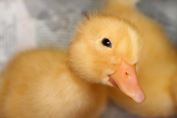 The Duckling.