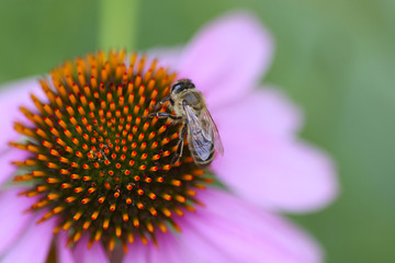 Bee macro.