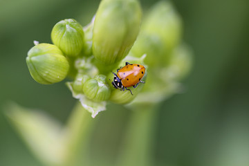 Ladybug macro.